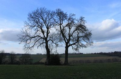 Projet "Valoriser nos arbres remarquables" 