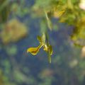 Un reflet dans l'eau