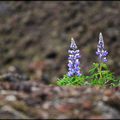 lupin d'Ecosse