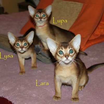 Enfin des photos des chatons Abyssins, bientot 3 mois