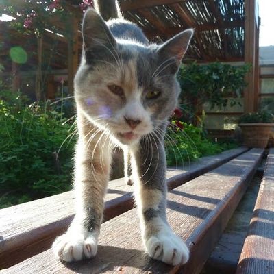 Knossos - 01 décembre 2011