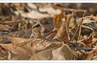 Demoiselles fatiguées