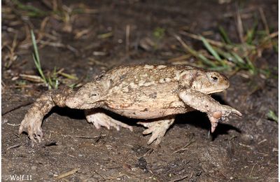 Les amphibiens sont en marche