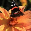 Macrophotos - Papillon sur Dahlia 