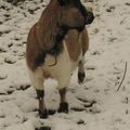 Mes petites biquettes profitent de la neige.... 