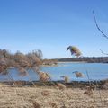 Promenade au Lac du Der