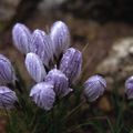 Crocus