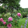 'Louise Odier', une magnifique rose ancienne, opulente et très parfumée, obtenue en 1851 par Margottin...