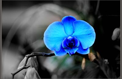 Promenade dans les jardins du monde à Royan... Pour commencer la visite, une myriade d'orchidées...