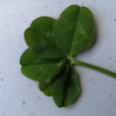 Pour le fête des mères