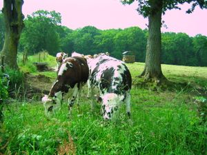LE SENTIER DES DOUANIERS