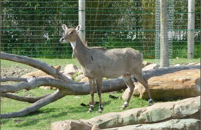 Au zoo de Beauval (5-Fin)