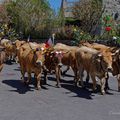 Transhumance sur l'Aubrac