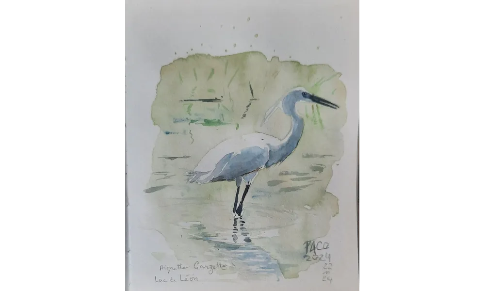 Aigrette garzette 
