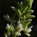 Dactylorhiza markusii