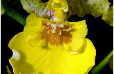 Oncidium Psychopsis