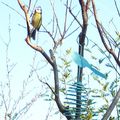 Les oiseaux de mon jardin