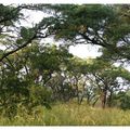 Parc Kruger, la brousse