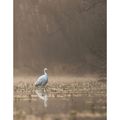 Ambiances grande aigrette.....