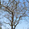 Des arbres au bord du canal