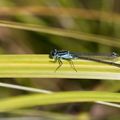 La Vesdre, une compagne fidèle