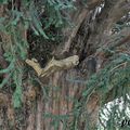 L ARBRE AU CHEVAL BLANC DE MINSTER 