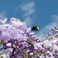 C a fleuri en Ardèche !!!