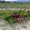 Un tour dans les vignes.....