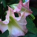 Datura