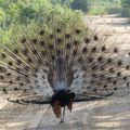Voyage au Sri Lanka - Udawalawe - Safari et découverte de la faune locale 3