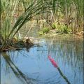 Le roseau mangeur de fleurs.....