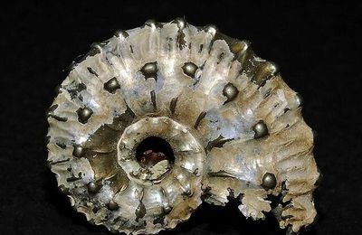 Ammonite & Nautilus