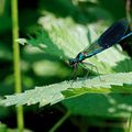 Calpoteryx vierge