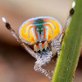 Une araignée, sur le plancher...