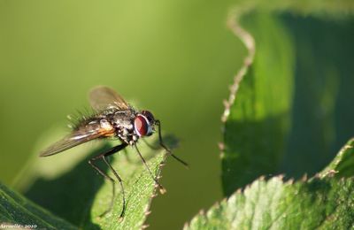 La mouche qui pose...