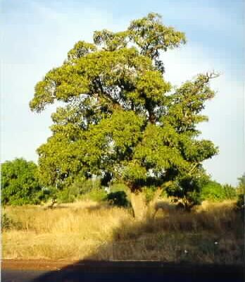 Images relatives au beurre de karité