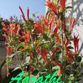 Uruguayan Firecracker Plant - Dicliptera suberecta 