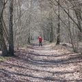 Promenade en forêt