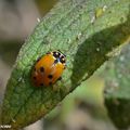 Des prédatrices de pucerons observées sur des cistes cotonneux