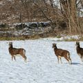 Mouflons dans le massif du vercors (suite)