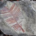 Empreinte fossilisée de feuille du genre cycas