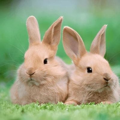 SAL Mars 2015 : La Grille Cadeau de Didine