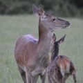 La mère et son petit 