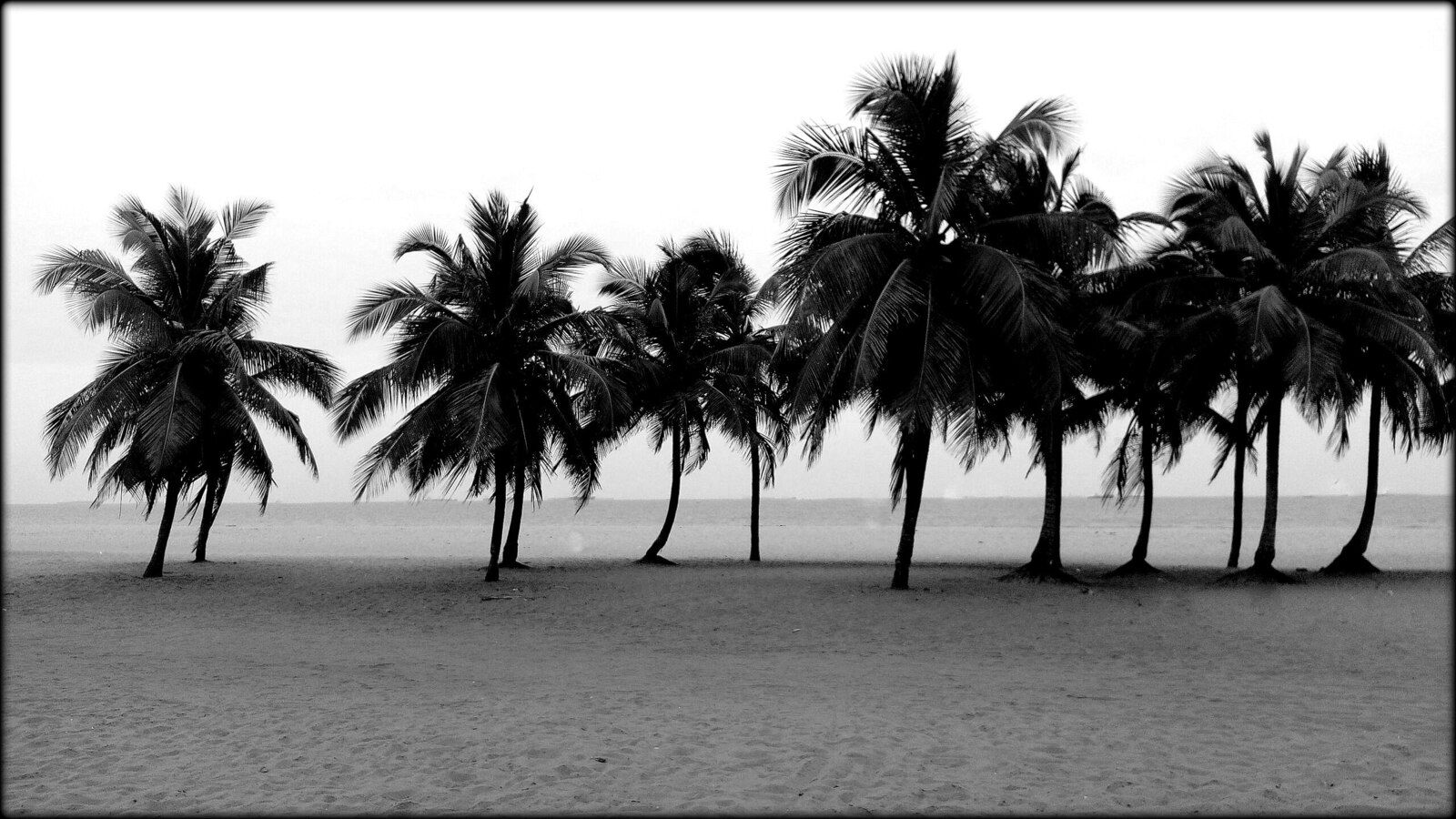 JALEL EL-GHARBI, LOME, TOGO, NATURE, BEAUTE, ARBRE, MEMOIRE, AFRIQUE