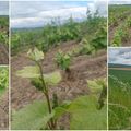 Et les vignes ?