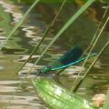 Libellule bleu vert, Mardié