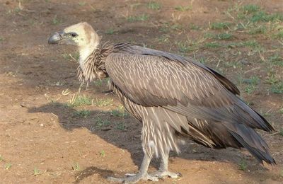 Oiseaux 8 - Afrique de l'Est