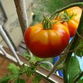 Un jardin de tomates/Un giardino di pomodori