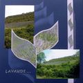 Vacances 2007 - Lavandes