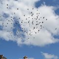 Envol des pigeons de Sougères en Puisaye